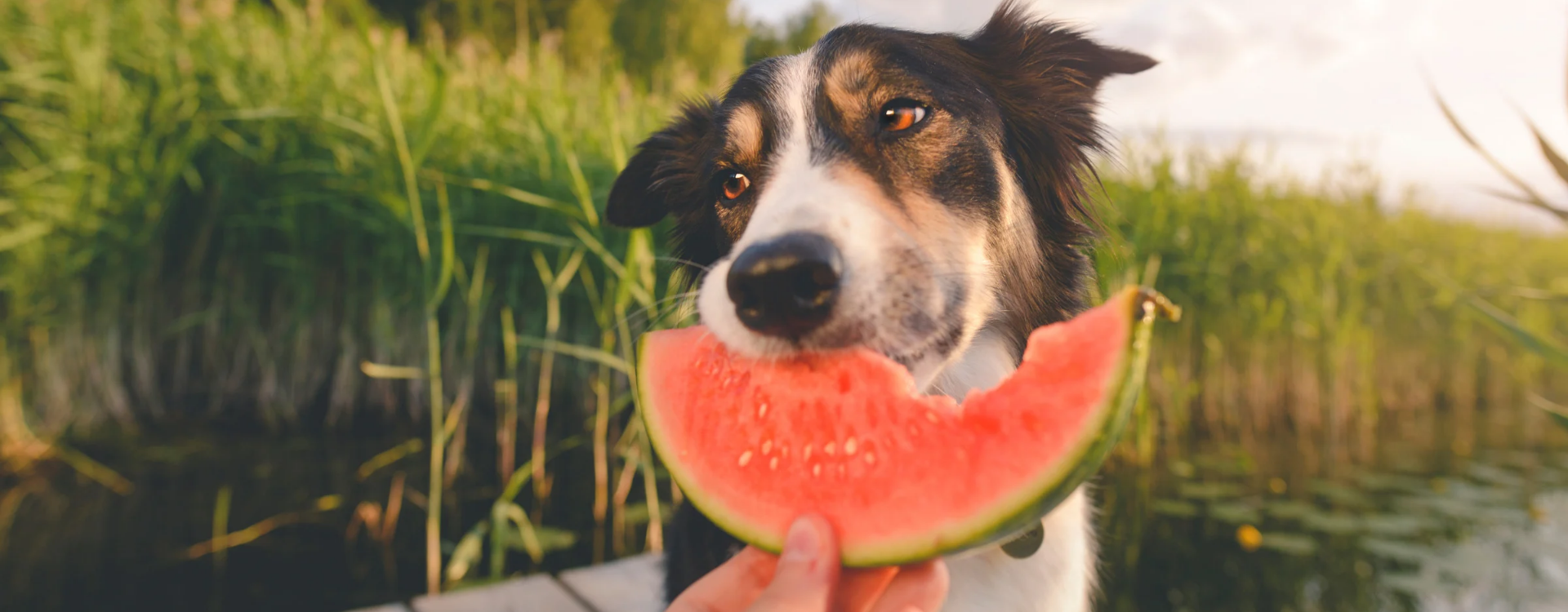 11 καλοκαιρινά τρόφιμα που δεν πρέπει ποτέ να μοιραστείτε με το σκύλο σας και 5 που μπορείτε
