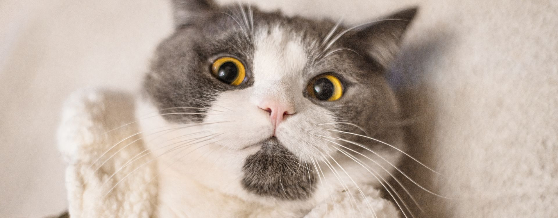 Μόλυνση στα μάτια της γάτας: Συμπτώματα και θεραπείες